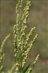 Atriplex littoralis L.