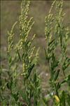 Atriplex littoralis L.