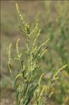 Atriplex littoralis L.