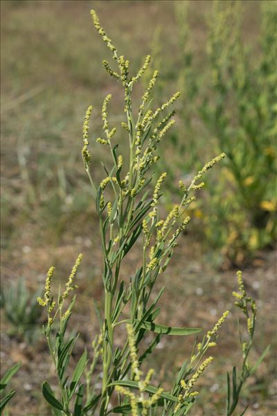 Atriplex littoralis L.