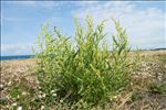 Atriplex littoralis L.