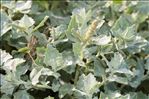 Atriplex tornabenei Tineo