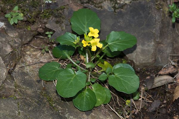 Barbarea rupicola Moris