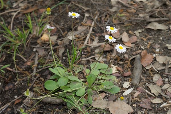 Bellis sylvestris Cirillo