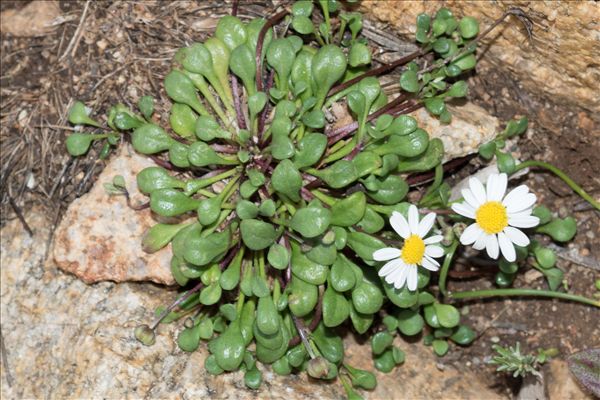 Bellium bellidioides L.