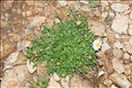 Bellium bellidioides L.