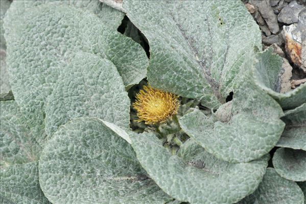 Berardia lanuginosa (Lam.) Fiori