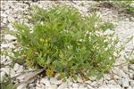 Beta vulgaris subsp. maritima (L.) Arcang.