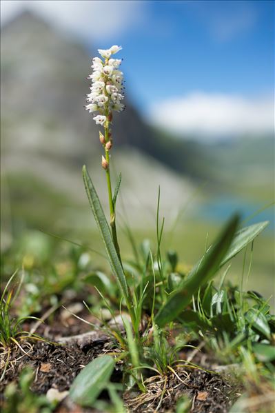 Bistorta vivipara (L.) Delarbre