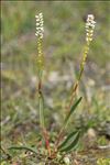 Bistorta vivipara (L.) Delarbre