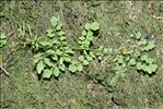 Cardamine flexuosa With.