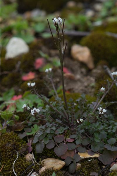 Cardamine hirsuta L.