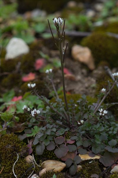 Cardamine hirsuta L.