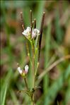 Cardamine hirsuta L.