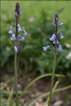 Brimeura amethystina (L.) Chouard