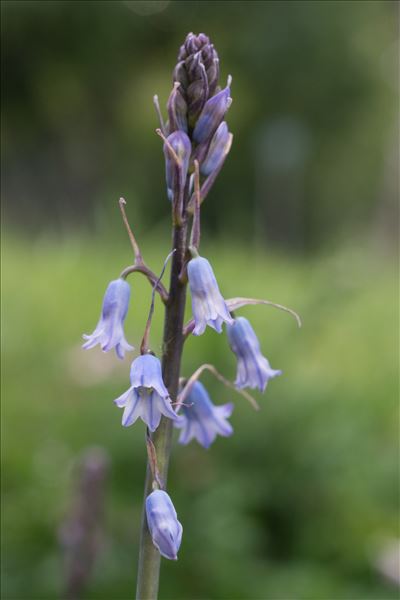 Brimeura amethystina (L.) Chouard