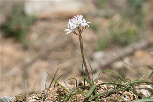 Brimeura fastigiata (Viv.) Chouard