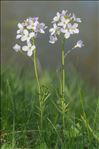 Cardamine pratensis L.