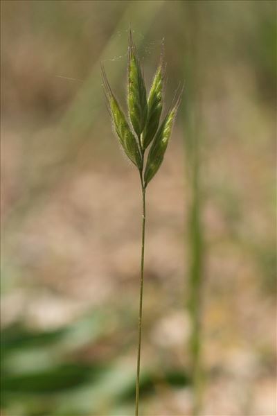 Bromus lanceolatus Roth