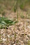 Bromus lanceolatus Roth