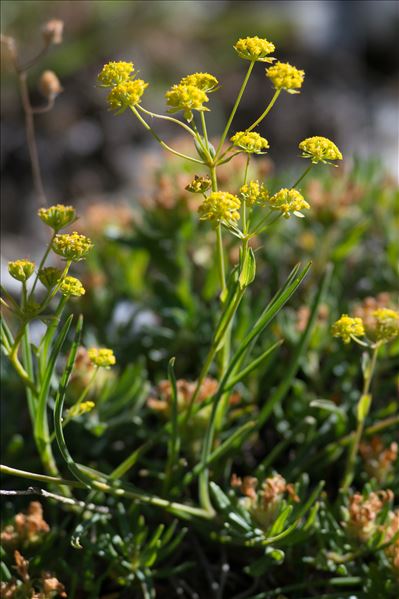 Bupleurum petraeum L.