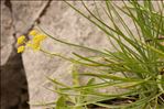 Bupleurum petraeum L.