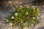 Cakile maritima Scop. subsp. maritima