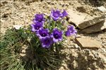 Campanula alpestris All.