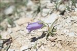 Campanula alpestris All.