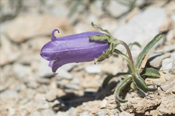 Campanula alpestris All.