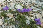 Campanula alpestris All.