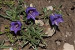 Campanula alpestris All.