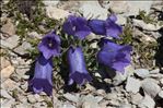 Campanula alpestris All.