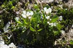 Cardamine alpina Willd.