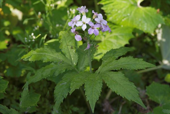 Cardamine pentaphyllos (L.) Crantz