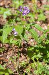 Cardamine pentaphyllos (L.) Crantz