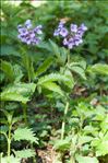 Cardamine pentaphyllos (L.) Crantz