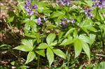 Cardamine pentaphyllos (L.) Crantz