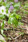 Cardamine pentaphyllos (L.) Crantz