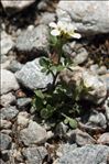 Cardamine resedifolia L.