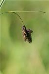 Carex atrata L. var. atrata