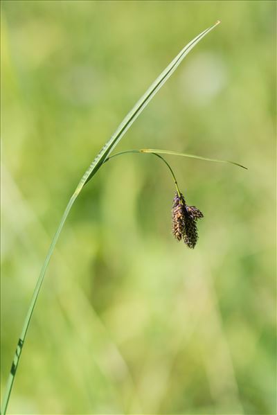 Carex atrata L. var. atrata