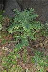 Carduus cephalanthus Viv.