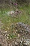 Carduus litigiosus Nocca & Balb. subsp. litigiosus