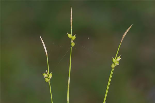 Carex alba Scop.