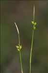 Carex alba Scop.