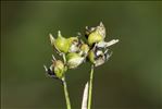 Carex alba Scop.