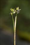 Carex alba Scop.