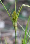 Carex bohemica Schreb.