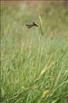 Carex atrata var. aterrima (Hoppe) Winckler